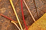 Many Colored Autumn Stems Close-up #1